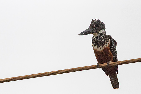 212 Giant Kingfisher Love © Bob Riach