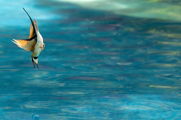 05 Bee Eater Swimming Pool © Bob Riach