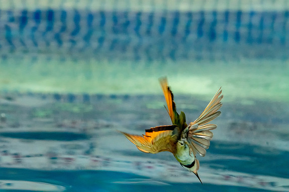 03 Bee Eater Swimming Pool © Bob Riach