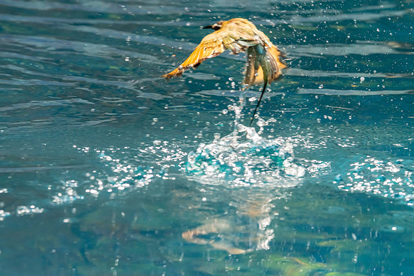 04 Bee Eater Swimming Pool © Bob Riach