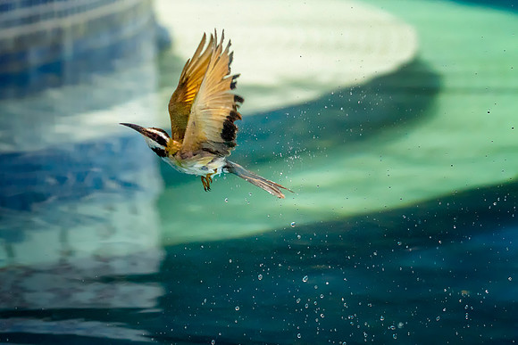 01 Bee Eater Swimming Pool © Bob Riach