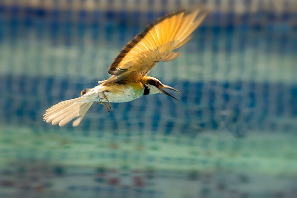 02 Bee Eater Swimming Pool © Bob Riach