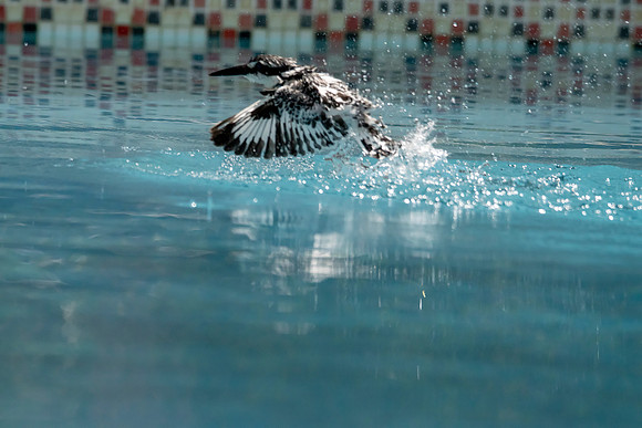 01 Pied Kinhgfisher  Swimming Pool © Bob Riach