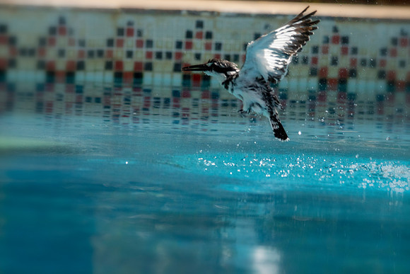 02 Pied Kinhgfisher  Swimming Pool © Bob Riach