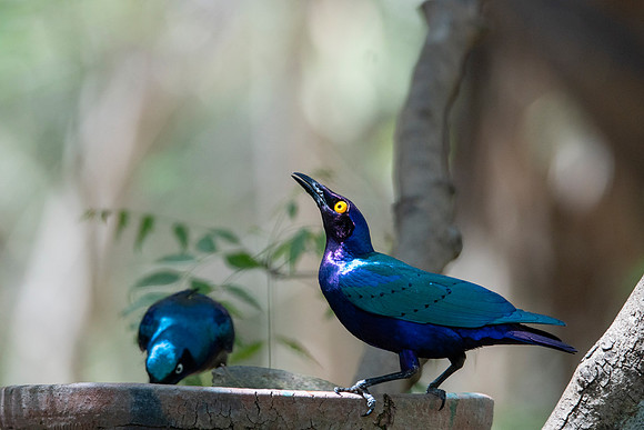 01 Purple Glossy Starling © Bob Riach