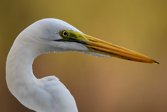 23 Great White Egret  © Bob Riach