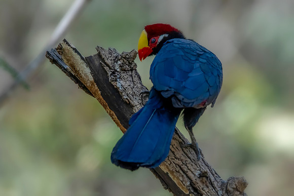 Violet Turaco © Bob Riach
