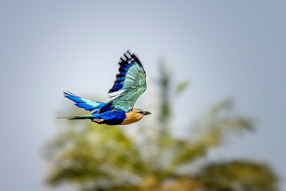 090 Blue Bellied Roller © Bob Riach