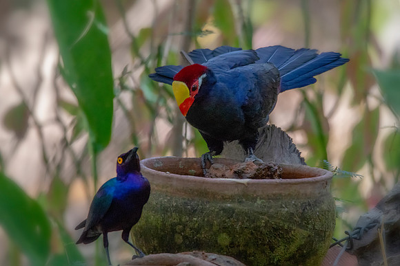 Violet Turaco With Glossy Starling © Bob Riach