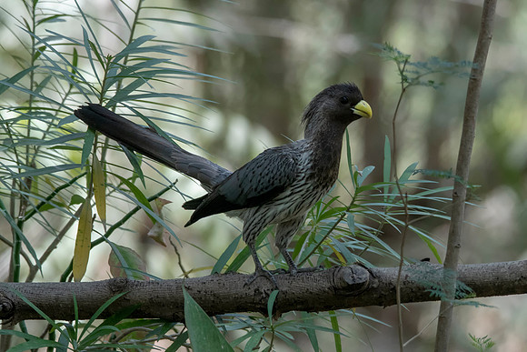 Western Grey Plantain Eater © Bob Riach