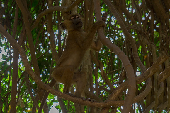 Baboon 2 @ Jo Bird
