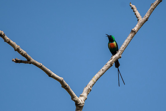 Beautiful Sunbird @ Jo Bird