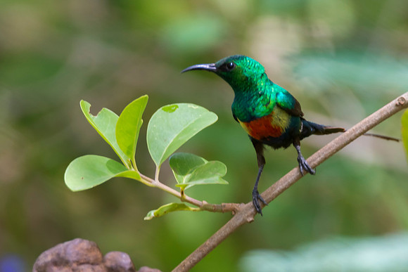 Beautiful Sunbird 2 @ Jo Bird