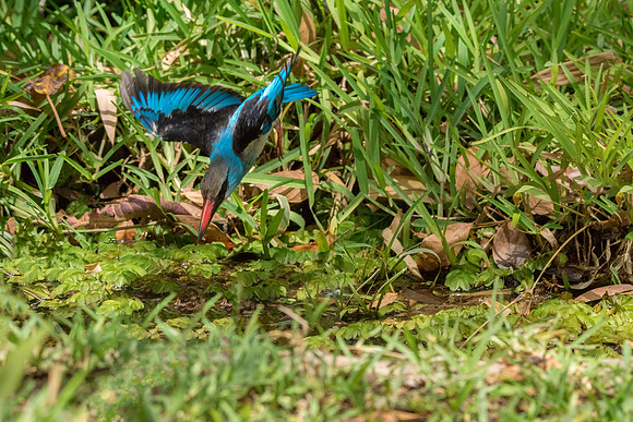 Blue breasted Kingfisher diving  3 @ Jo bird