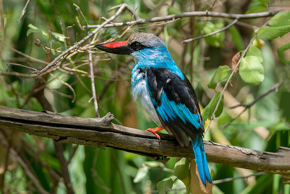 Blue breasted Kingfisher 5 @ Jo Bird