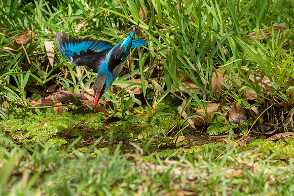 Blue breasted Kingfisher diving @ Jo bird