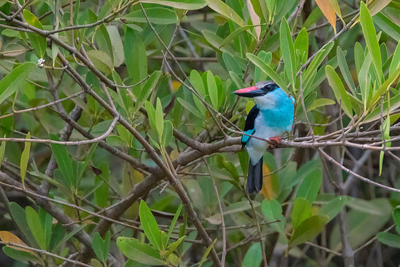 Blue Breasted Kingfisher @ Jo Bird