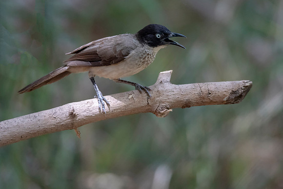 Blackcap Babbler © Bob Riach