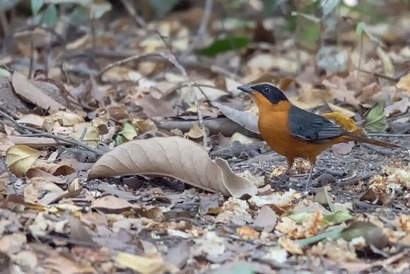 Snowy Crowned Robin Chat © Bob Riach