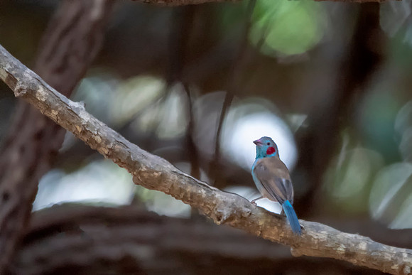 003 Cordon Bleu Finch © Bob Riach