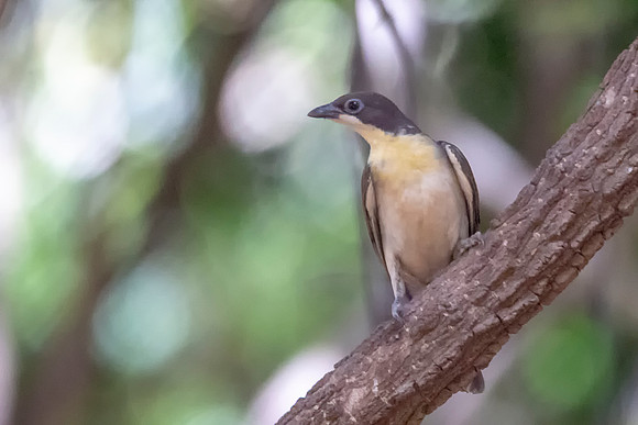 Greater Honeyguide © Bob Riach