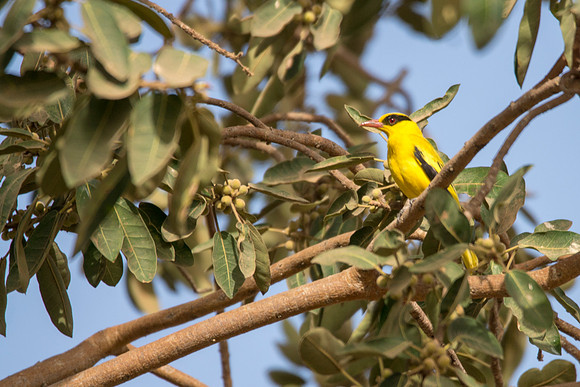Golden Oriole © Bob Riach