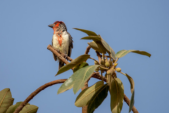 Barbet © Bob Riach