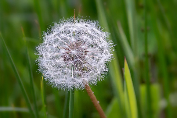 Dandelion Seed - Taraxacum © Bob Riach