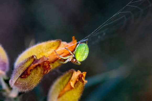 1 Cucumber Green Orb Spider - Araniella. Cucurbitina Sensulato.Jpeg