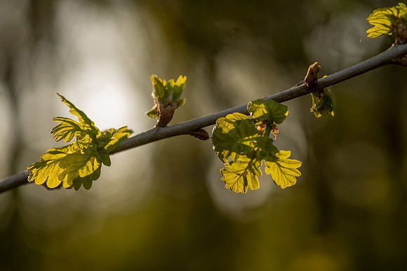 Spring Leaves © Bob Riach