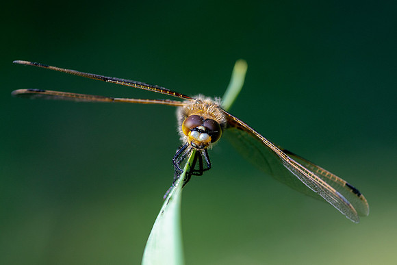 04 Dragonfly  © Bob Riach