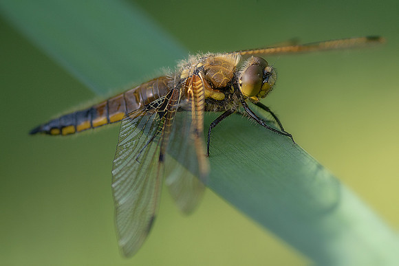 02 Dragonfly  © Bob Riach