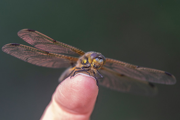 01 Dragonfly on my Finger © Bob Riach