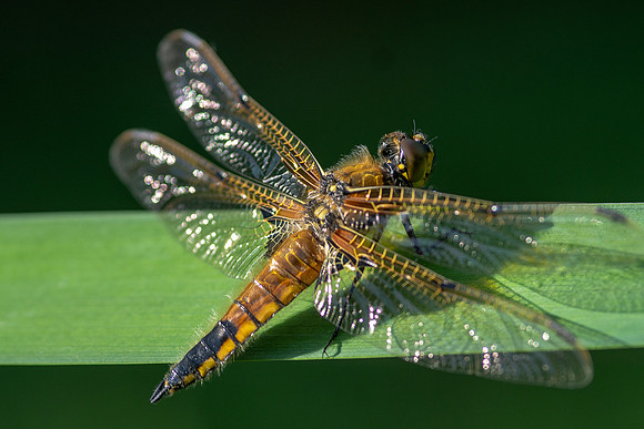 03 Dragonfly  © Bob Riach