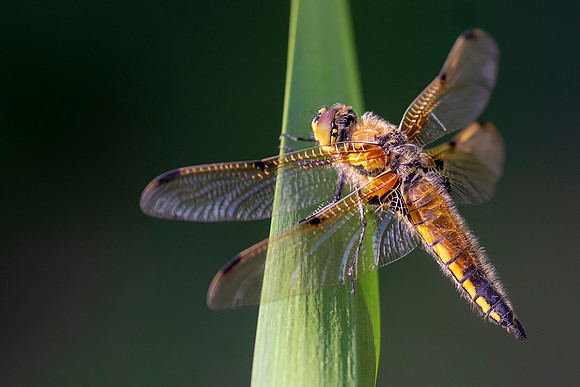 05 Dragonfly  © Bob Riach