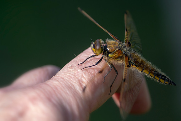 06 Dragonfly on my Finger © Bob Riach