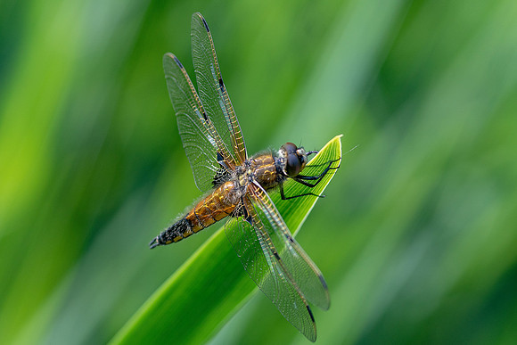 07 Dragonfly © Bob Riach