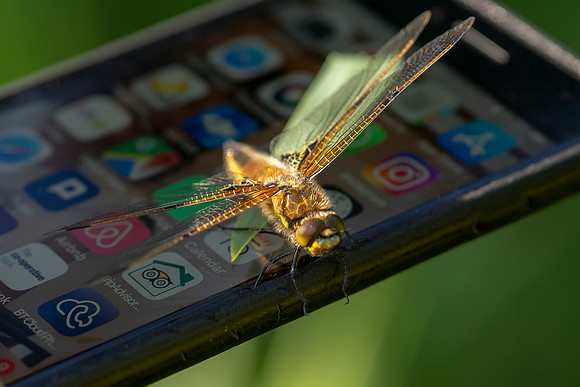 08 Dragonfly Missed Call © Bob Riach