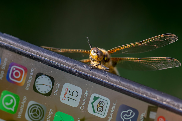09 Dragonfly Missed Call © Bob Riach