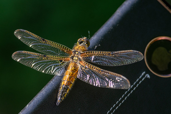 10 Dragonfly Missed Call © Bob Riach
