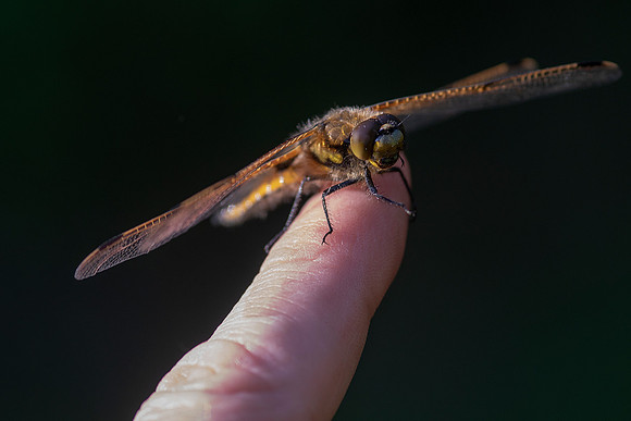 11 Dragonfly on my Finger © Bob Riach
