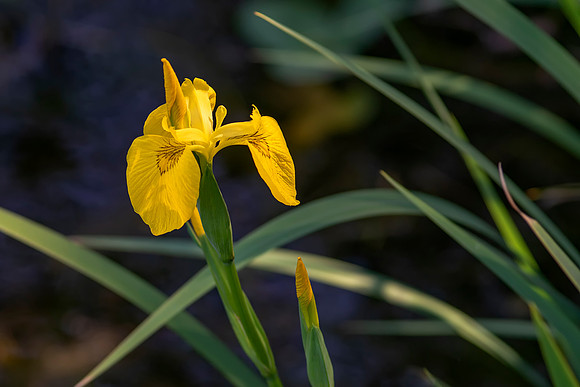 Yellow Iris (Iris Pseudacorus) © Bob Riach