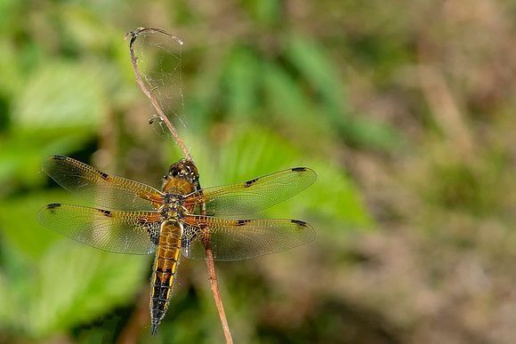 Dragonfly Four Spotted Chaser © Bob Riach