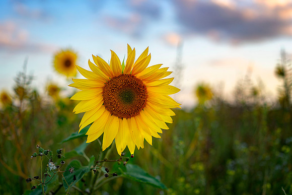 Sunflower © Bob Riach
