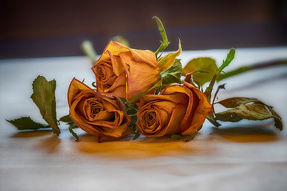 Rose 2  Bob Riach