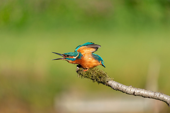 01 Male Kingfisher @ Bob Riach