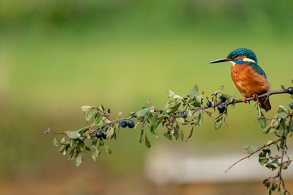 02 Male Kingfisher @ Bob Riach