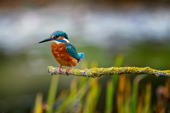 05 Male Kingfisher @ Bob Riach