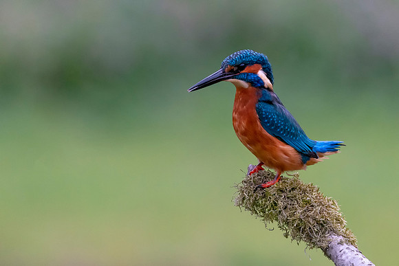 04 Male Kingfisher @ Bob Riach