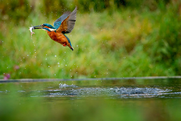 03 Been Fishing Male Kingfisher @ Bob Riach